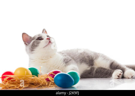cat and easter eggs on white background.  funny british kitten with Easter egg Stock Photo