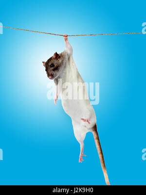 rat clutching at rope on blue background. Stock Photo