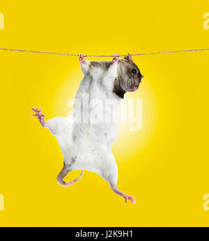 funny little rat on rope Stock Photo