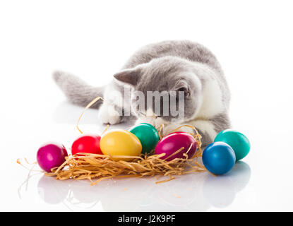 cat and easter eggs on white background.  funny british kitten with Easter egg Stock Photo