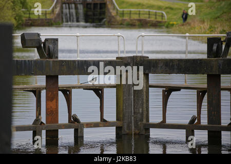 Forth & Clyde Canal single magpie for sorrow on lock gate Stock Photo