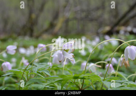 European wood anemones in forest landscape Stock Photo
