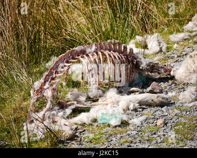 The carcass of a dead sheep that has been picked clean by scavengers lies beside a rural footpath in the Lake district, Cumbria, England Stock Photo