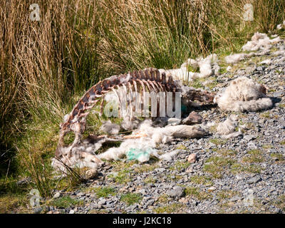 The carcass of a dead sheep that has been picked clean by scavengers lies beside a rural footpath in the Lake district, Cumbria, England Stock Photo