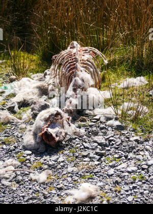 The carcass of a dead sheep that has been picked clean by scavengers lies beside a rural footpath in the Lake district, Cumbria, England Stock Photo
