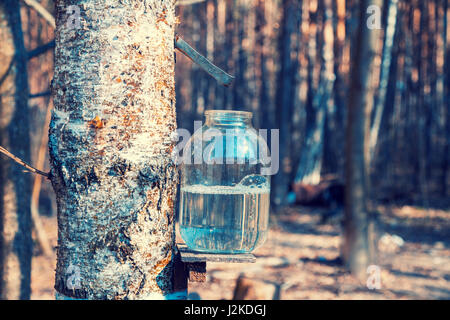 Production of birch sap in glass jar in the forest. Springtime Stock Photo