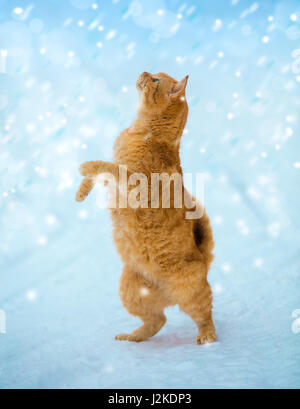 Begging red cat with raised paw looking up on fallen snow. Cat playing with the snow. Cat with head up standing on hinter legs on the snow outdoor in  Stock Photo