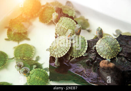 close up green japanese turtle on wet log in plastic plate Stock Photo