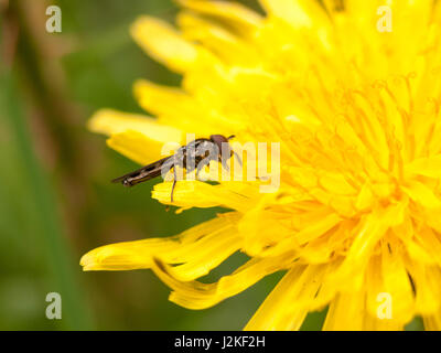 a yellow dandelion flower head in spring from the side with a fly resting on it with big clear eyes eating pollen Stock Photo