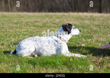 Intelligent dog learning a stay command from its young female owner as she gestures with her hand watched alertly by the animal outdoors in a rural fi Stock Photo