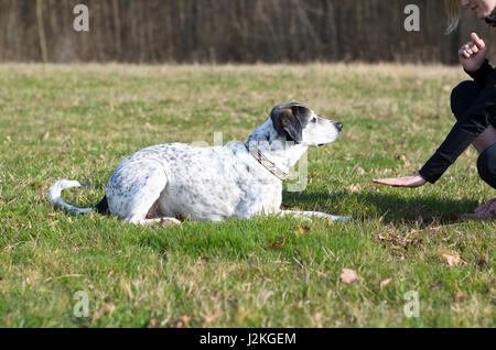 Intelligent dog learning a stay command from its young female owner as she gestures with her hand watched alertly by the animal outdoors in a rural fi Stock Photo