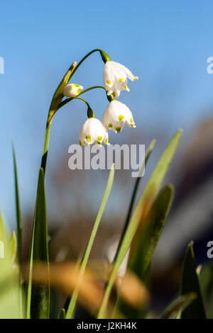 Spring Snowflake (Leucojum vernum) - North Carolina Arboretum, Asheville, North Carolina, USA Stock Photo