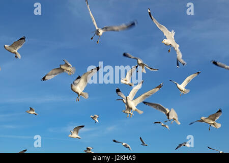 Ring-billed seagulls (Larus delawarensis) in flight against a bright blue sky with white cirrus clouds background Stock Photo