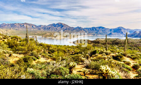 Beautiful drive in Tonto National Forest with the green foliage and the saguaro cactus and barrel cactus to enjoy in the Arizona desert Stock Photo