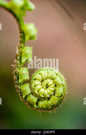 Fiddlehead Fern - Pisgah National Forest, Brevard, North Carolina, USA Stock Photo