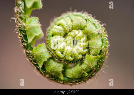 Fiddlehead Fern - Pisgah National Forest, Brevard, North Carolina, USA Stock Photo