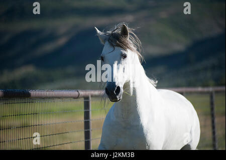 White Andalusian Stallion in green pasture Stock Photo