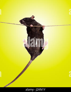 funny little rat on rope Stock Photo