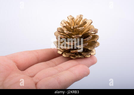 Hand holding brown pine cone in hand on a white background Stock Photo