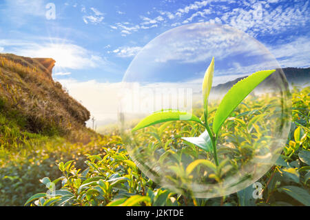 Green tea leaf organic in the bubble on Beautiful landscape and tea plantation background. Stock Photo