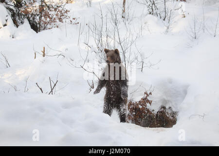 Curious one year old brown bear cub (Ursus arctos arctos) standing upright on its hind legs near den in the snow in winter Stock Photo