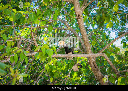 Oriental pied hornbill,Anthracoceros albirostris Stock Photo