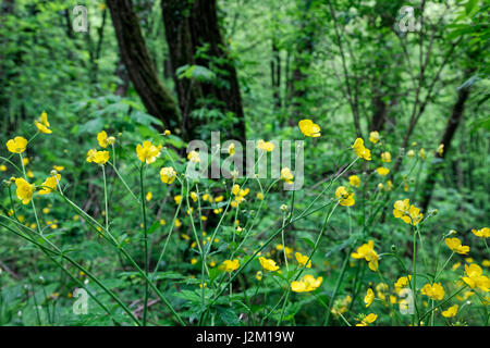 Forest in Pazin sinkhole, istra Stock Photo