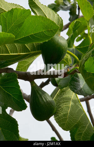 Figs are growing in the warm Puglia climate. Stock Photo