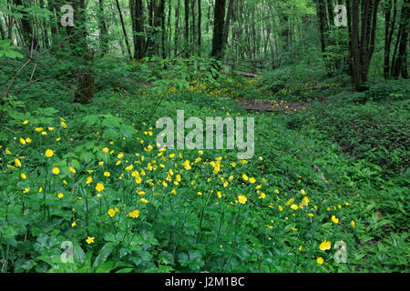 Forest in Pazin sinkhole, istra Stock Photo