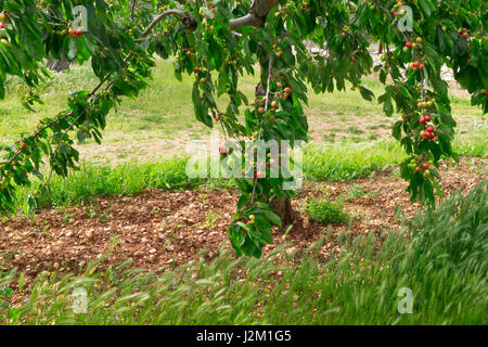 Cherries growing in Puglia. Stock Photo