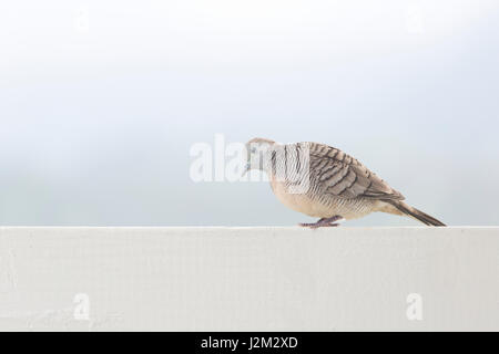 A barred ground dove perched on a wooden balcony Stock Photo