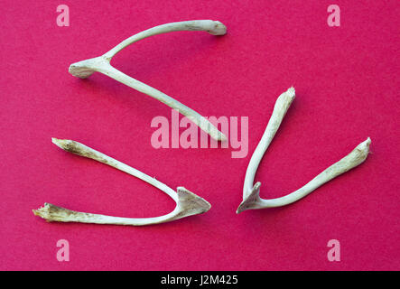Close-up of wishbone against a red background Stock Photo