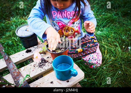 3 Year old girl planting/potting  flowers at a British allotment. Stock Photo