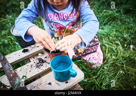 3 Year old girl planting/potting  flowers at a British allotment. Stock Photo