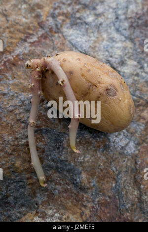 Sprouting potato (Solanum tuberosum) Stock Photo