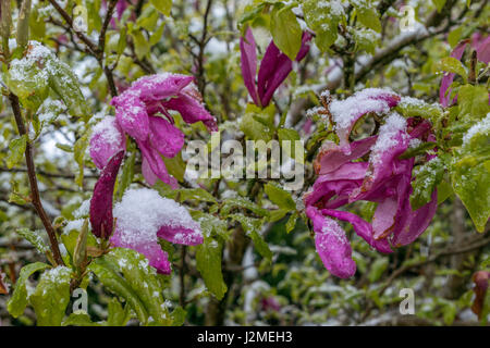 Snow covered Magnolia tree after sudden snowfall in April, Bavaria, Germany, Europe Stock Photo