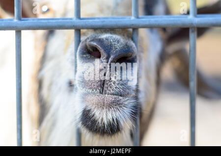 Curious white goat sticking his nose between vertical rods of metal fencing, looking at camera Stock Photo