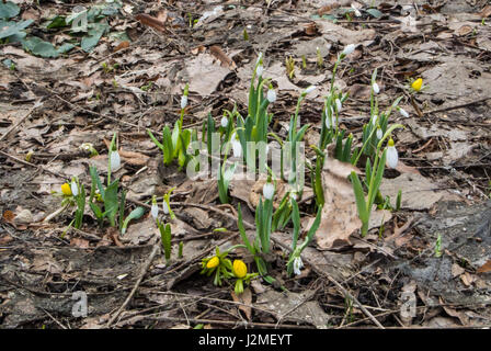 Snowdrops growing and flowering at the flowerbed at The Botanic Garden of Moscow State University on spring day, Moscow, Russia. Stock Photo