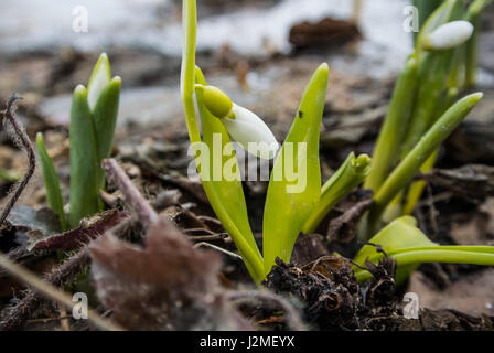 Snowdrops growing and flowering at the flowerbed at The Botanic Garden of Moscow State University on spring day, Moscow, Russia. Stock Photo