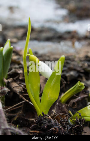 Snowdrops growing and flowering at the flowerbed at The Botanic Garden of Moscow State University on spring day, Moscow, Russia. Stock Photo