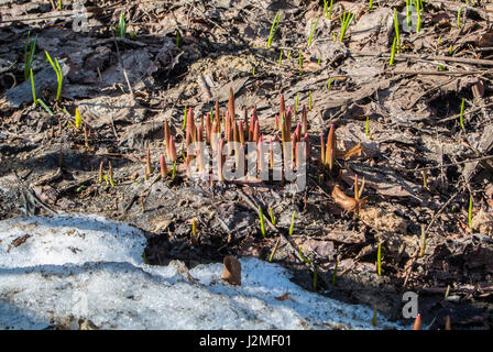 Natural background with sprouting plants and some snow on spring day, Moscow, Russia. Stock Photo