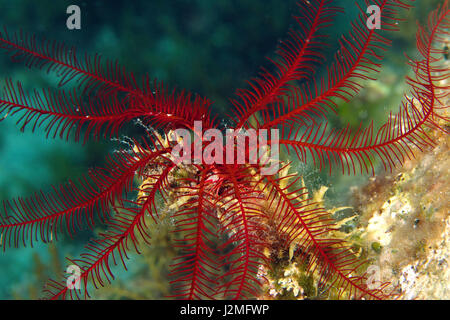 Mediterranean feather star on Pag Stock Photo