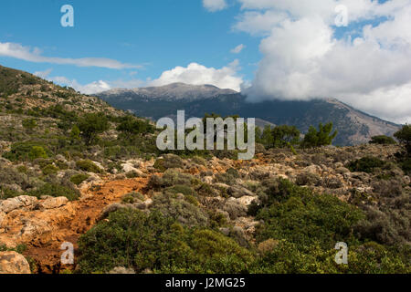 The Aleppo Pine is growing around the Mediterranean Coast as here on the Kandouni plain at the southwest coast of Crete.  Die Aleppo-Kiefer wächst in  Stock Photo