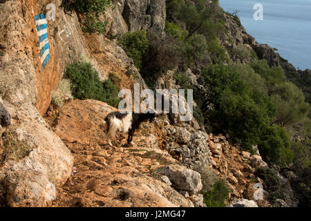 Goats are grazing in the limestone rock wall just aside Lissos Bay at Crete's south coast.  Eine Ziege grast auf den kahlen Kalkfelsen der Berge am Ra Stock Photo