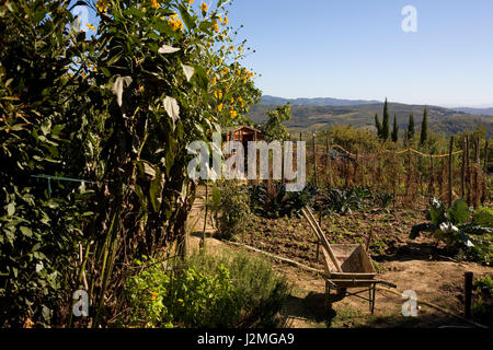 The vegetable garden attached to La Bottega, the well-known osteria in Volpaia, Tuscany, Italy Stock Photo