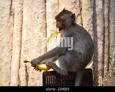 Monkey peels a banana in the wild - Angkor, Cambodia Stock Photo