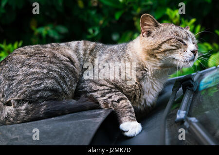 A lazy brown striped cat laying down on the car windshield Stock Photo