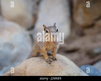 North American western grey squirrel (Sciurus griseus), looking into camera Stock Photo