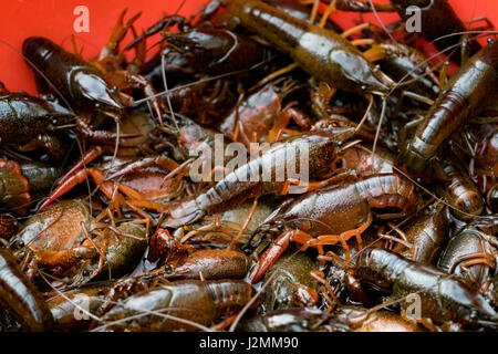 fresh crayfish calming in the red box Stock Photo