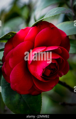 Red rose on a blurred background. Hand holding a rose Stock Photo - Alamy
